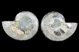 Bargain, Cut & Polished Ammonite Fossil - Mud Filled #73952-1